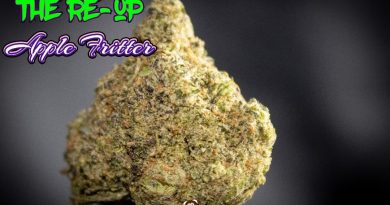 apple fritter by the reup strain review by stoneybearreviews 2