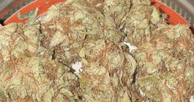 asshole chem strain review by toptierterpsma