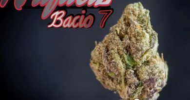 bacio #7 by artifactz strain review by stoneybearreviews