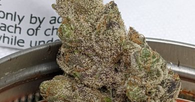 banana puffs by doghouse strain review by pdxstoneman