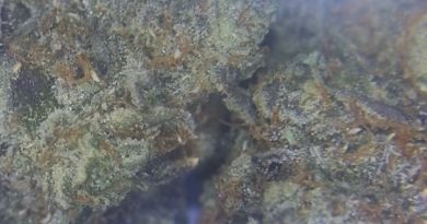 cali ss by cali lotus strain review by cali_bud_reviews