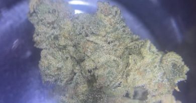 candy cake by jungle boys strain review by cali_bud_reviews