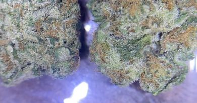 cereal 41 by cotc cream of the crop gardens strain review by cali_bud_reviews