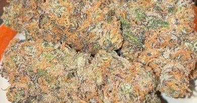 cherry cookie breath by relentless genetics strain review by toptierterpsma