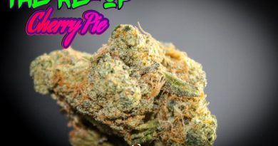 cherry pie by the reup strain review by stoneybearreviews