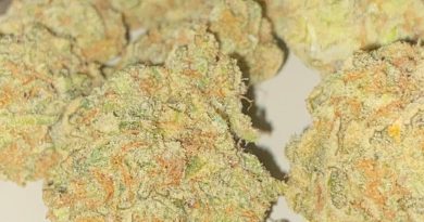 deep breath by piranha farms strain review by toptierterpsma