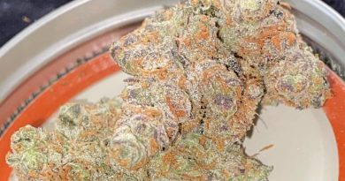 gmo by jewswhoinfuse strain review by toptierterpsma