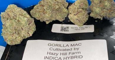 gorilla mac by hazy hill farm strain review by toptierterpsma