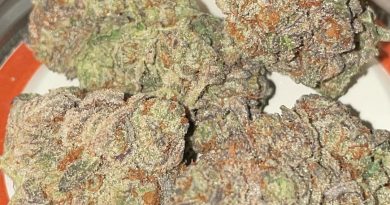 humble pie by blame canada strain review by toptierterpsma