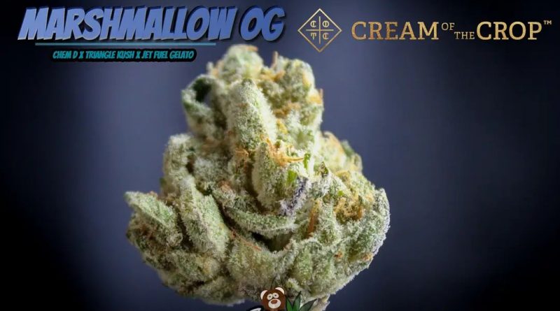 marshmallow og by cotc gardens strain review by stoneybearreviews
