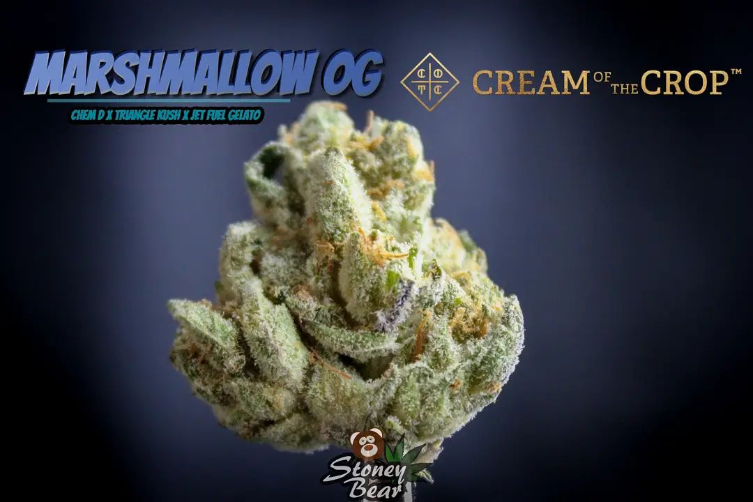 Strain Review Marshmallow OG by COTC Gardens The Highest Critic