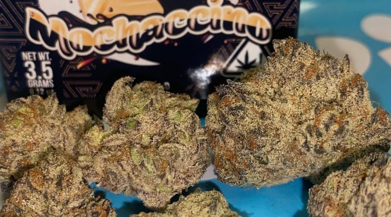 mochaccino by the cure company strain review by cali_bud_reviews