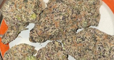 moneybag runtz from boston is potent strain review by toptierterpsma