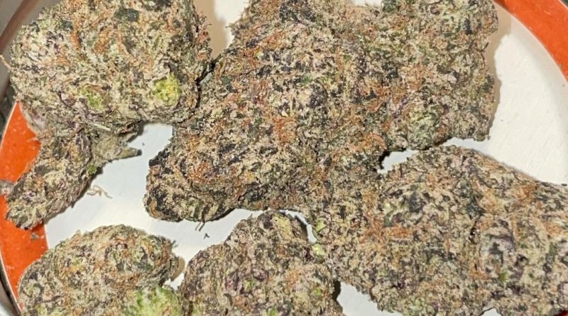 moneybag runtz from boston is potent strain review by toptierterpsma