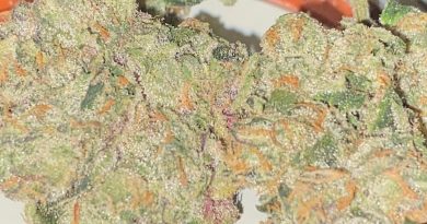 mylar og by boutique smoke strain review by toptierterpsma