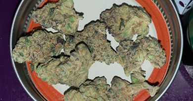 octane mint sorbet by urban canna strain review by pnw_chronic