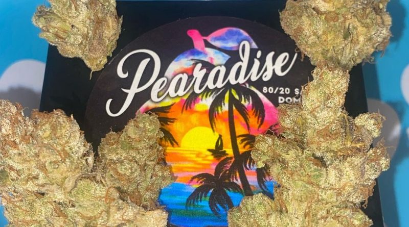 pearadise by team elite genetics strain review by cali_bud_reviews