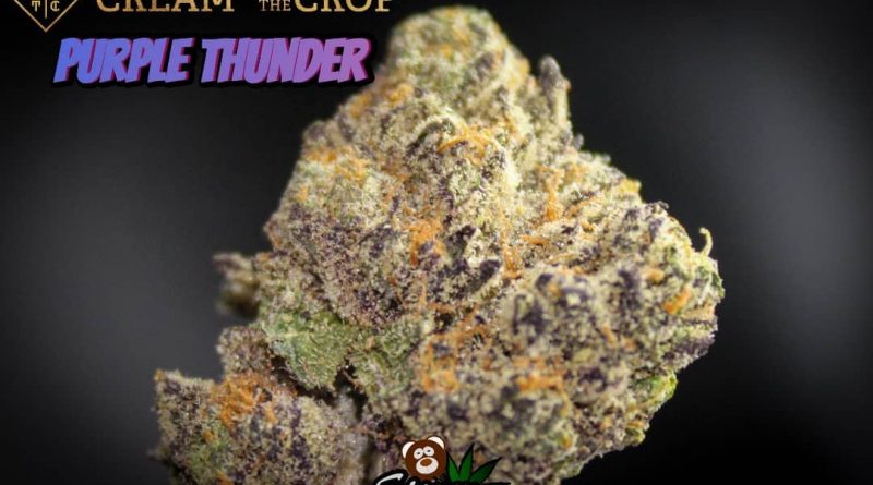 purple thunder by cream of the crop gardens cotc strain review by stoneybearreviews