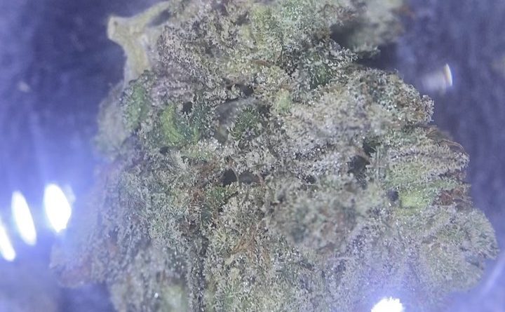 sour power og by kush company strain review by cali_bud_reviews