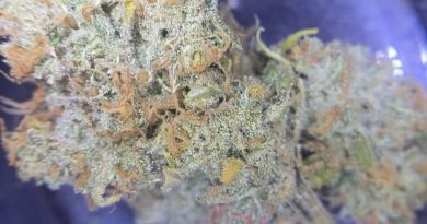 super silver haze by cannabiotix strain review by cali_bud_reviews