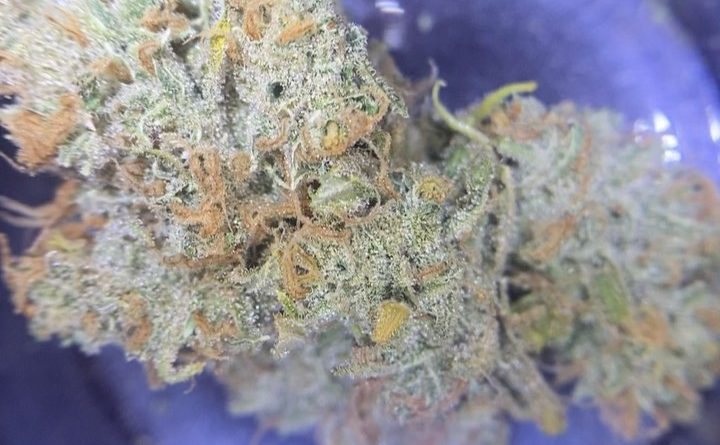 super silver haze by cannabiotix strain review by cali_bud_reviews