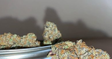 thizzles #8 by doghouse strain review by pnw_chronic