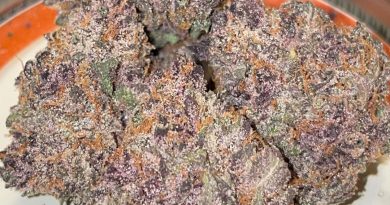 tropicana cherry by green trap cannabis strain review by toptierterpsma