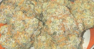 gary payton by blame canada strain review by toptierterpsma
