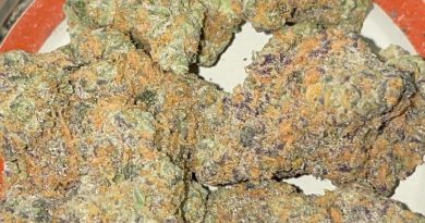 gary payton by high road 207 strain review by toptierterpsma