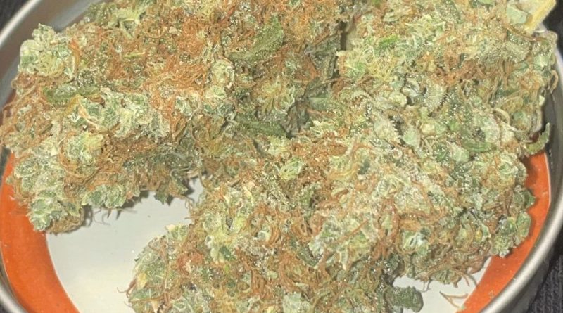 halitosis haze by diesel kartel strain review by toptierterpsma