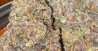 pave by pure and proper strain review by digital.smoke