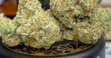 watermelon mimosa by cream of the crop gardens strain review by cali_bud_reviews