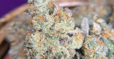chocolate frosted sherbert by gadsden gardens strain review by pnw_chronic