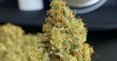 critical cure by team elite genetics strain review by cali_bud_reviews