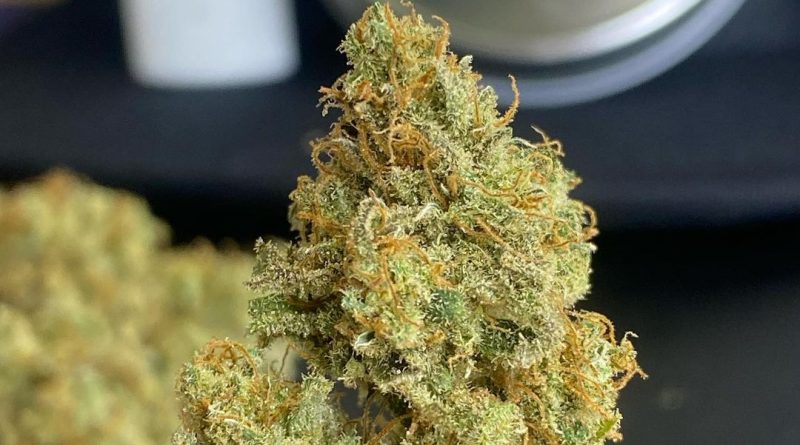 critical cure by team elite genetics strain review by cali_bud_reviews