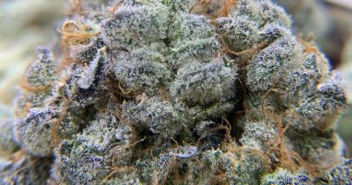 frozen bananas by noble farms strain review by pnw_chronic