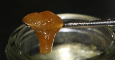 gmo live rosin jam by one plant concentrate review by biscaynebaybudz