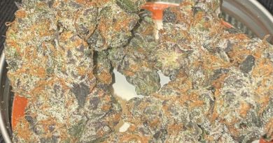 gmo rootbeer by skunktek x meangenefrommendocino strain review by toptierterpsma