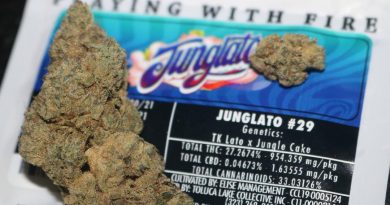 junglato #29 by jungle boys strain review by biscaynebaybudz