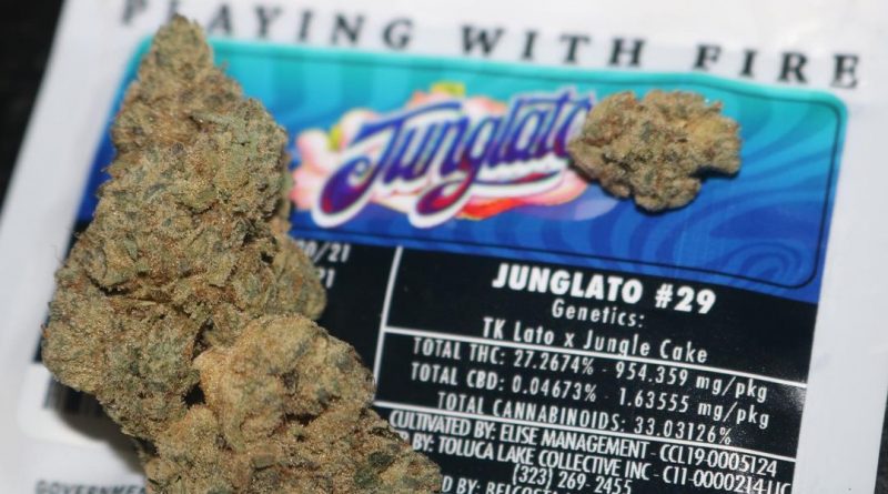junglato #29 by jungle boys strain review by biscaynebaybudz