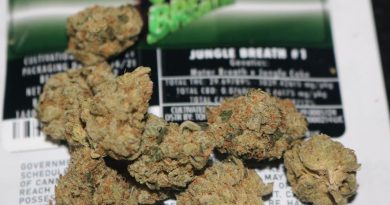 jungle breath #1 by jungle boys strain review by biscaynebaybudz