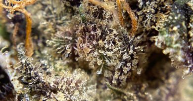 southern toad by tyson ranch strain review by cali_bud_reviews