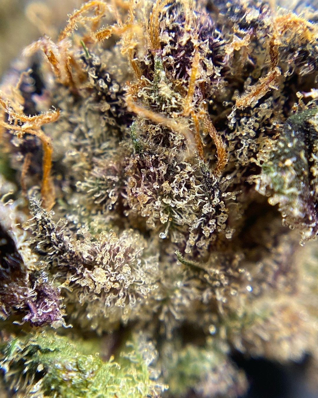 Strain Review: Southern Toad by Tyson Ranch - The Highest Critic