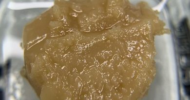 tropicana cookies hash rosin badder dab review by pnw_chronic