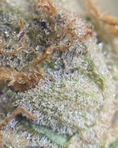 zkittlez x kush mints by flightpath strain review by cali_bud_reviews 2