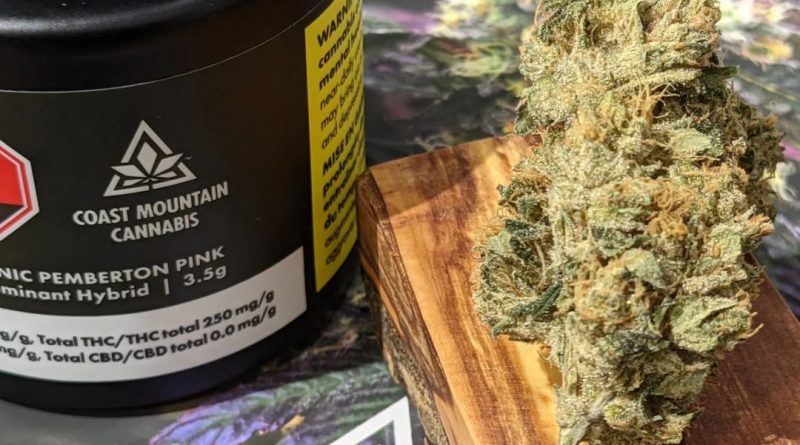 bc organic pemberton pink by coast mountain cannabis strain review by terple grapes