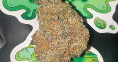 cereal milk by the gas lady strain review by sjweedreview