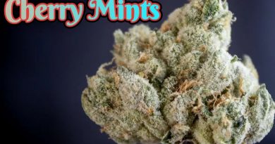 cherry mints by cream of the crop gardens strain review by stoneybearreviews