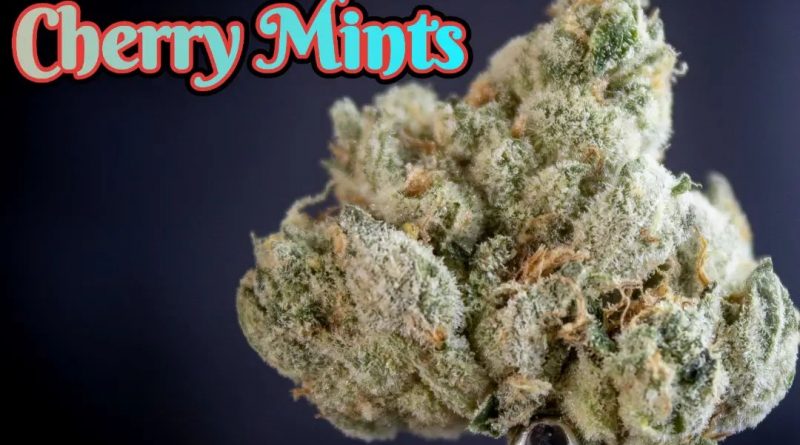 cherry mints by cream of the crop gardens strain review by stoneybearreviews