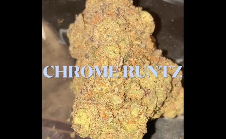 chrome runtz by jgrapes farms strain review by sjweedreview